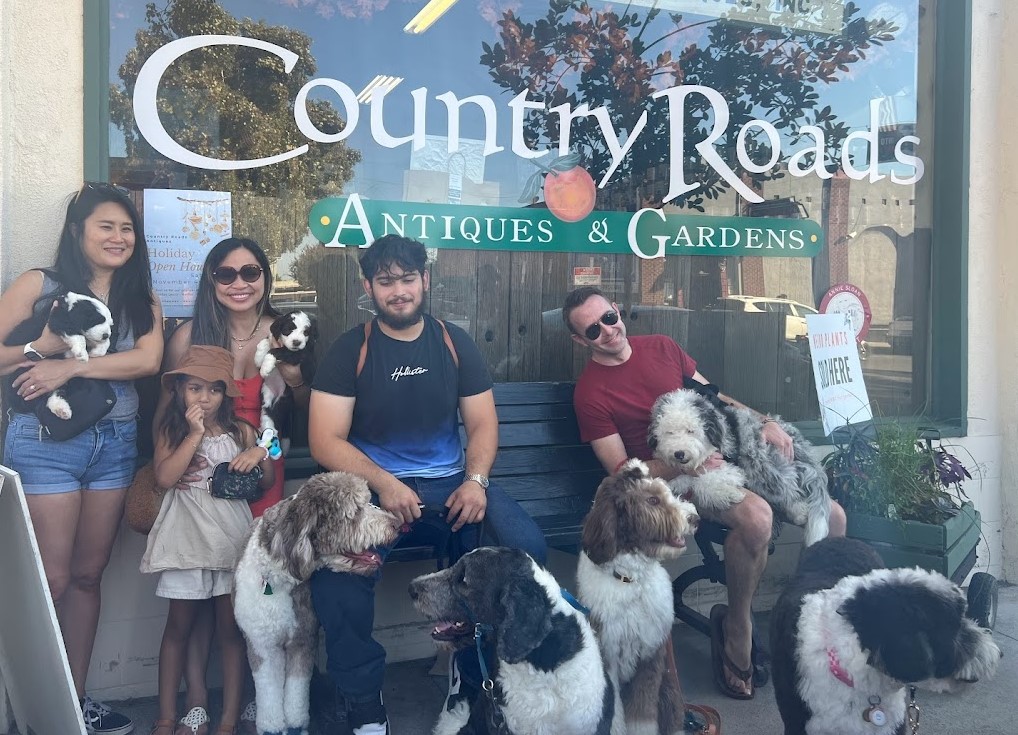 A group of owners and sheepadoodle puppies and dogs standing in front of Country Roads Antiques and Gardens.