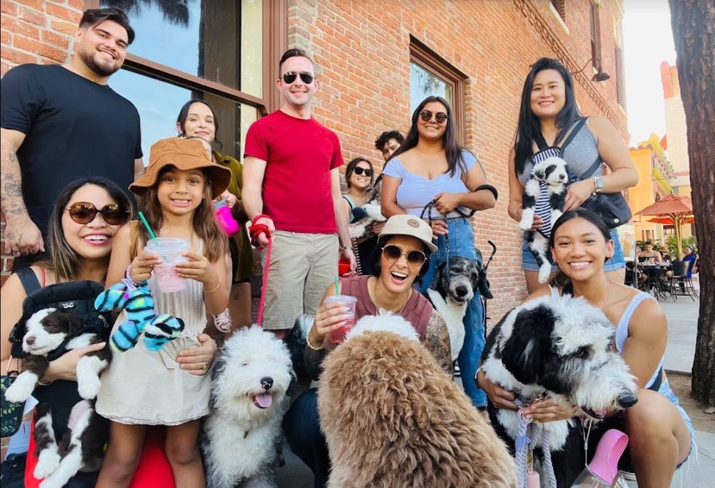 A group of owners and their sheepadoodle puppies and dogs standing in front of Urth Cafe.