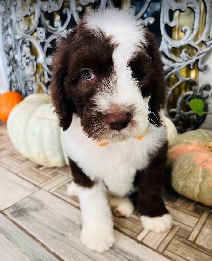 Brownsheepadoodle baby at week 8 standing in front of pumpkins and a fireplace.