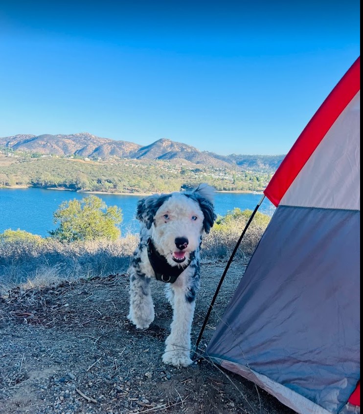 Merle Mini Sheepadoodle standing next to the tent at a campsite in San Diego.