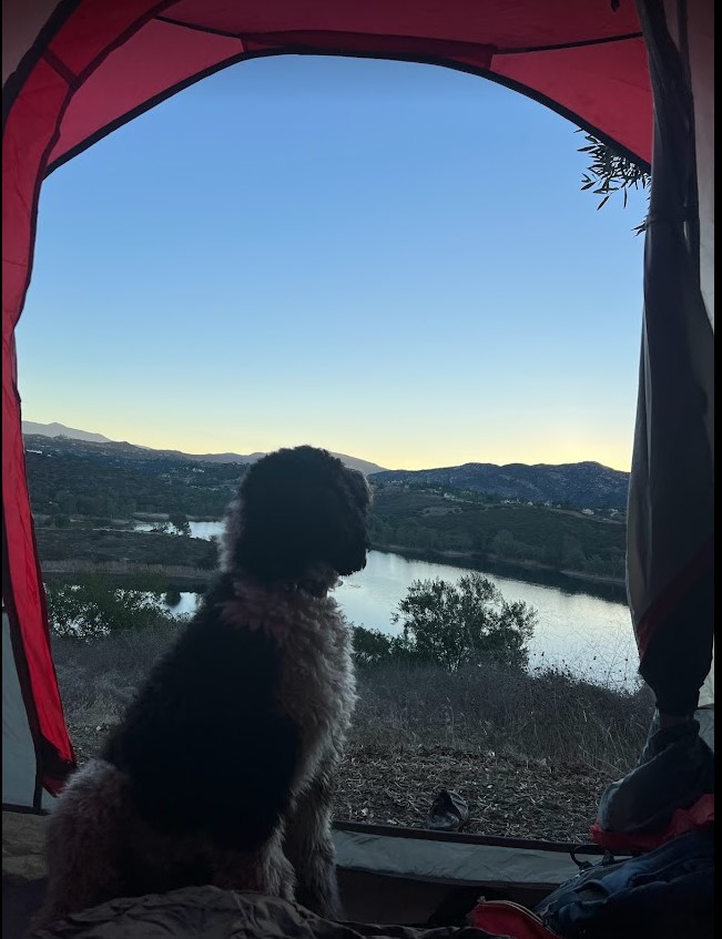 Parti Standard Poodle hanging out in her tent staring at the lake in San Diego, CA.