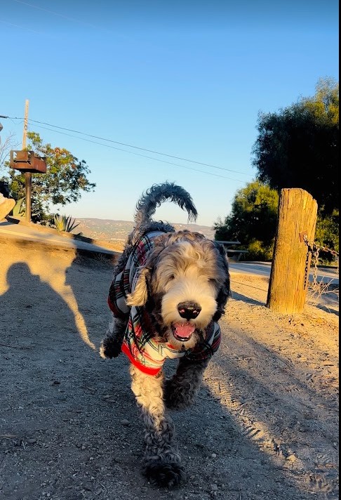 Standard Sheepadoodle enjoying his time at the campsite in San Diego, CA.