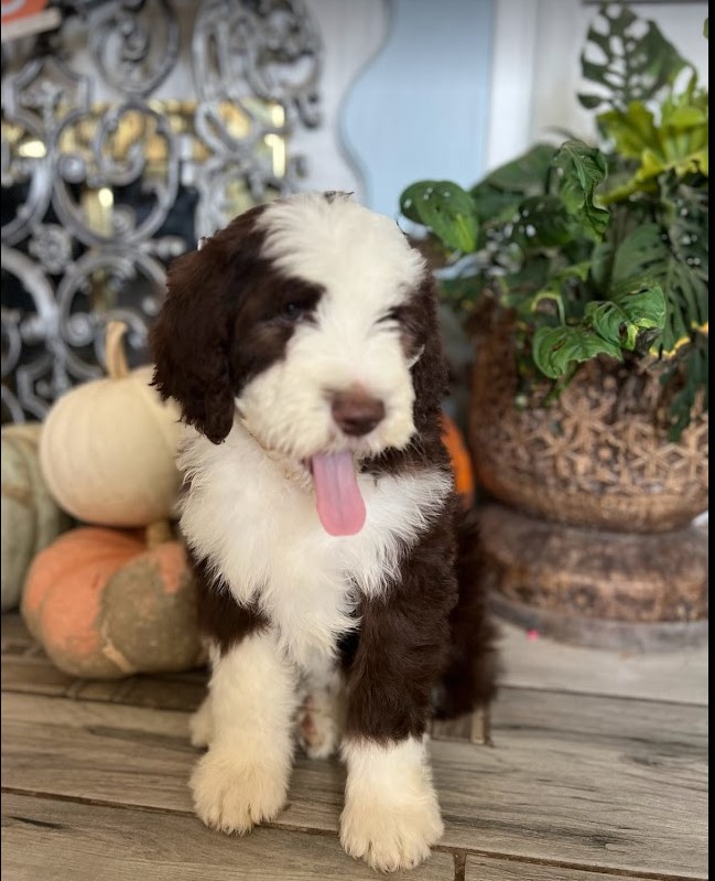 Brown sheepadoodle puppy sitting in front of pumpkins.