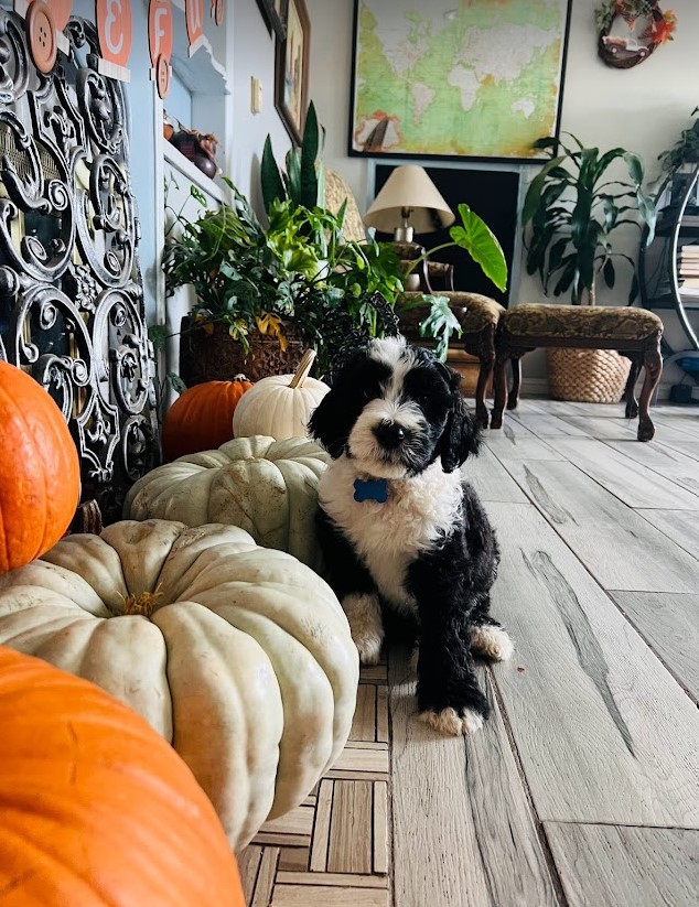Sheepadoodle puppy sitting next to a row of pumpkins.