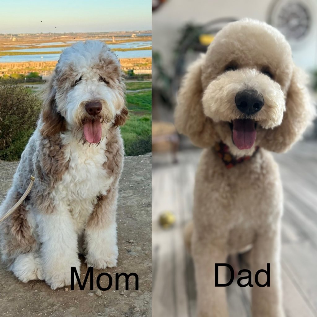 Brown Old English Sheedpdog posing at a wetland in Huntington Beach. And an apricot Standard Poodle posing for pictures.