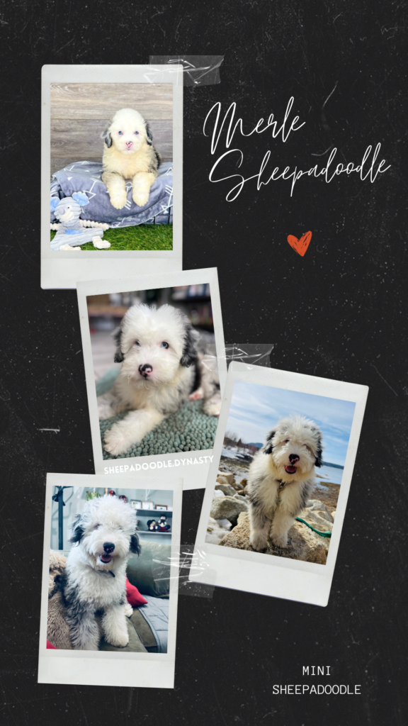 Mini Merle Sheepadoodle