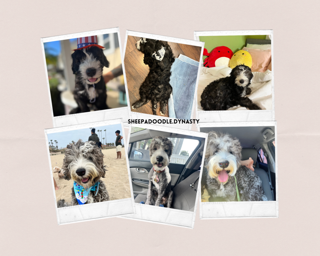 A collage of abstract sheepadoodle turning gray. 