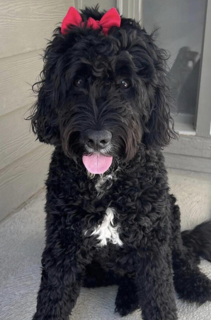 abstract sheepadoodle with a red bow