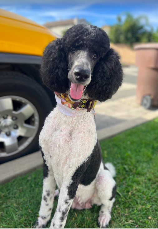 Parti Standard Poodle posing in front of a car after a beautiful haircut.