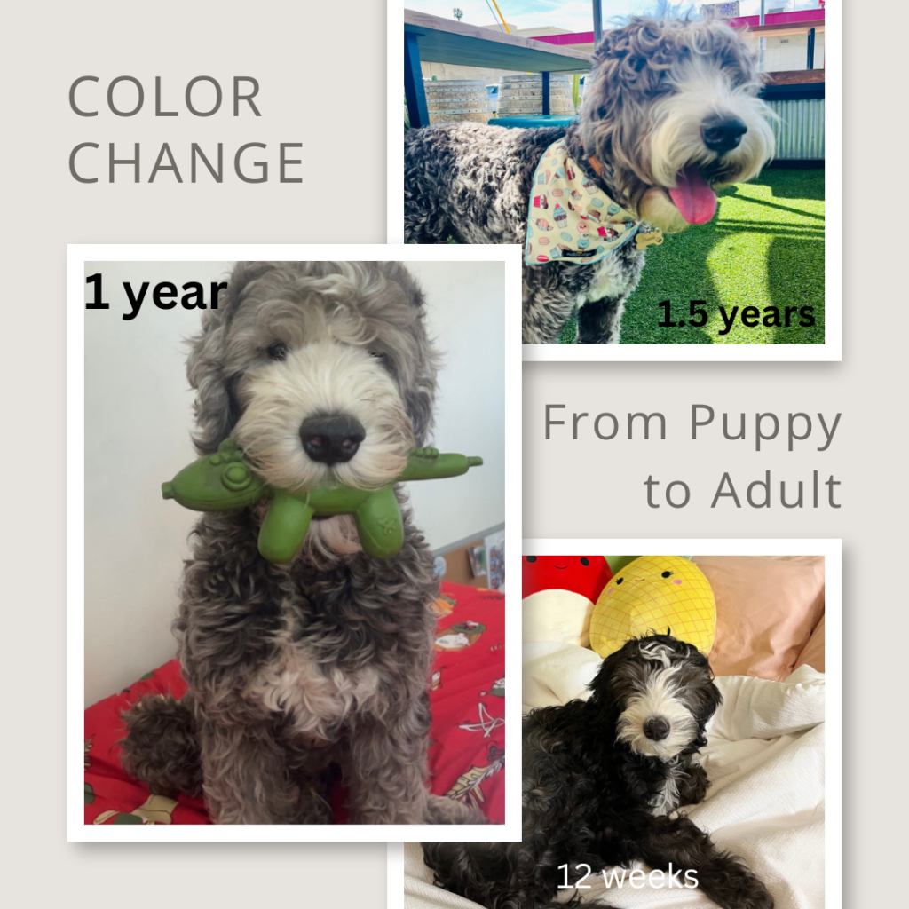 Black sheepadoodle puppy going through a change in color. 