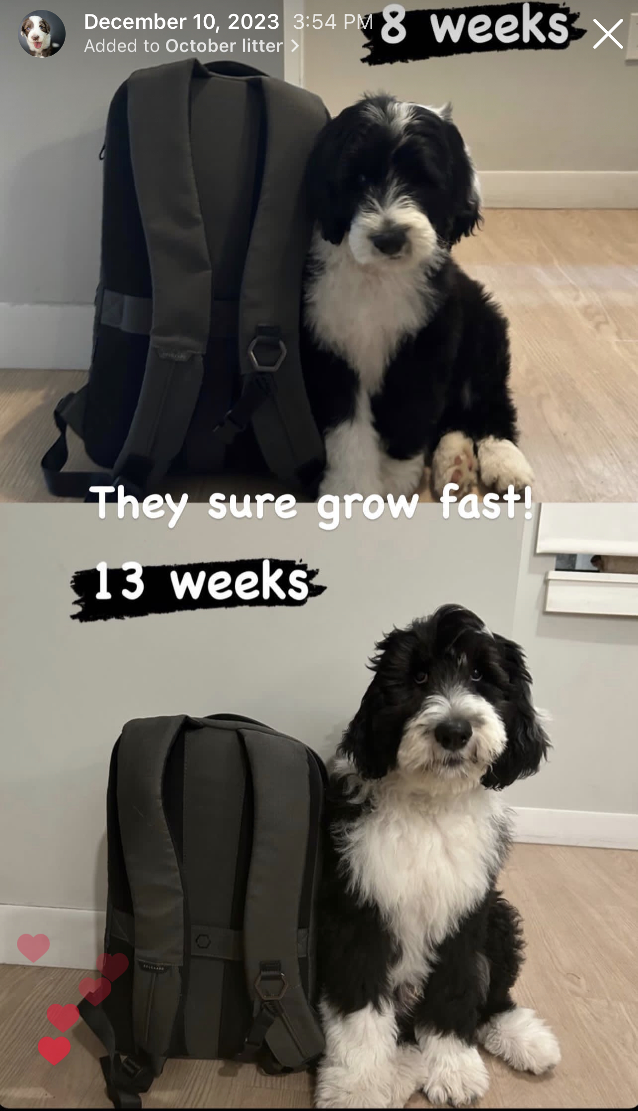 From Petite to FullGrown Sheepadoodle Size with growth chart