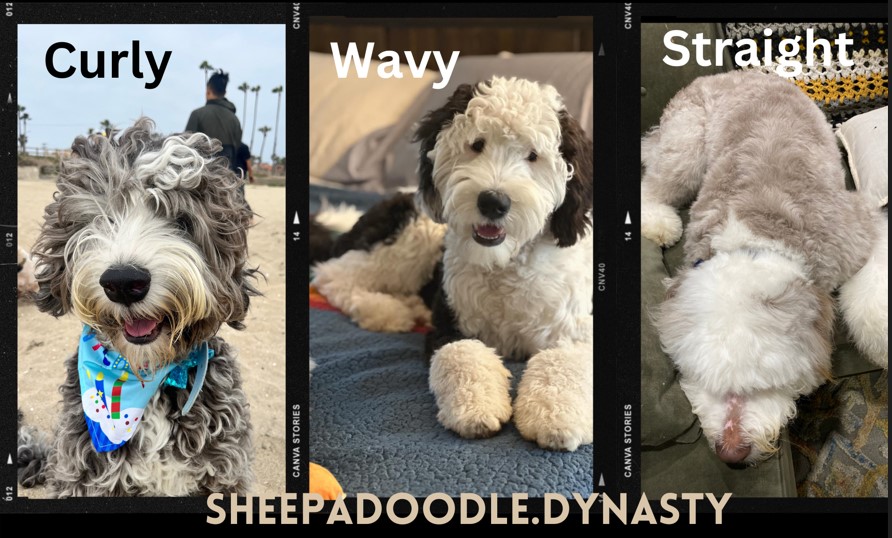 Sheepadoodles hair types
