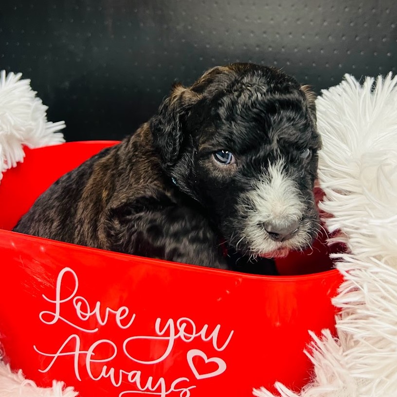 Brown F1b Sheepadoodle