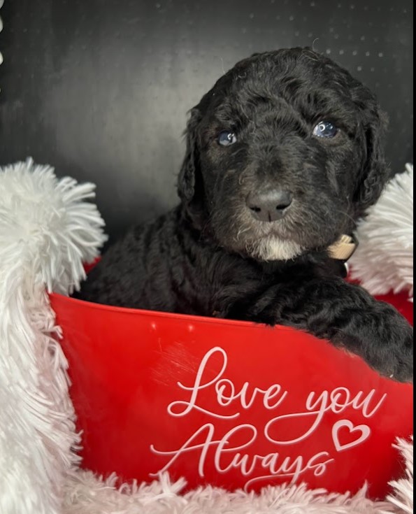 Black sheepadoodle puppy