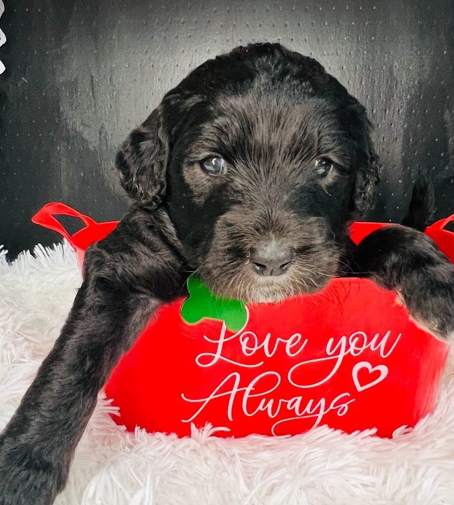 Black sheepadoodle puppy