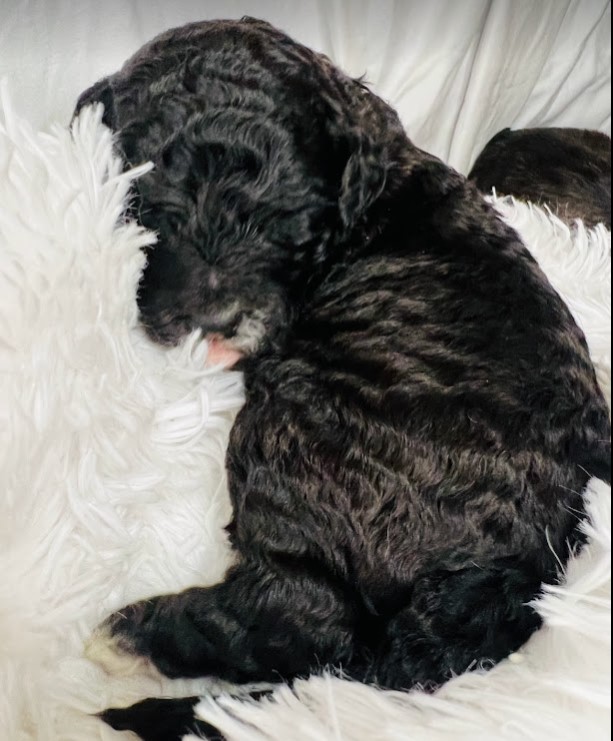 Black sheepadoodle puppy