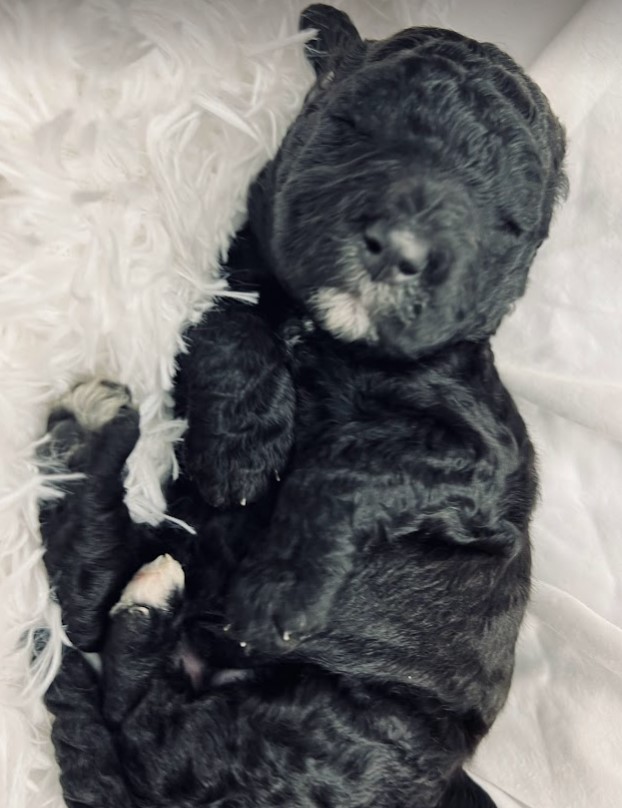 Black sheepadoodle puppy