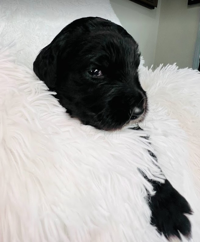 Black sheepadoodle puppy