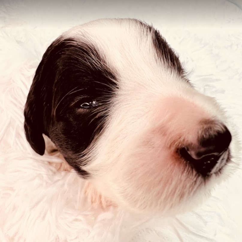 Tuxedo sheepadoodle puppy with eyes open.