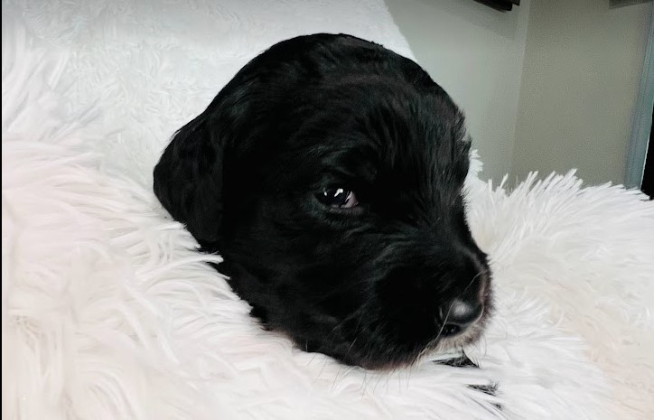All black sheepadoodle puppy with eyes open.