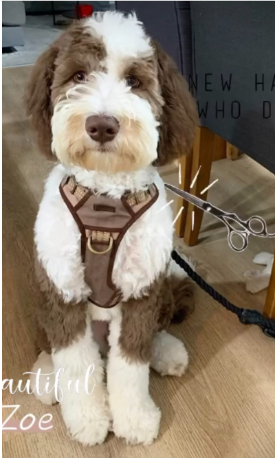 sheepadoodle puppy, brown tuxedo, fluffly head