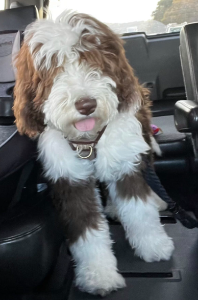 sheepadoodle puppy, groomed, brown tuxedo