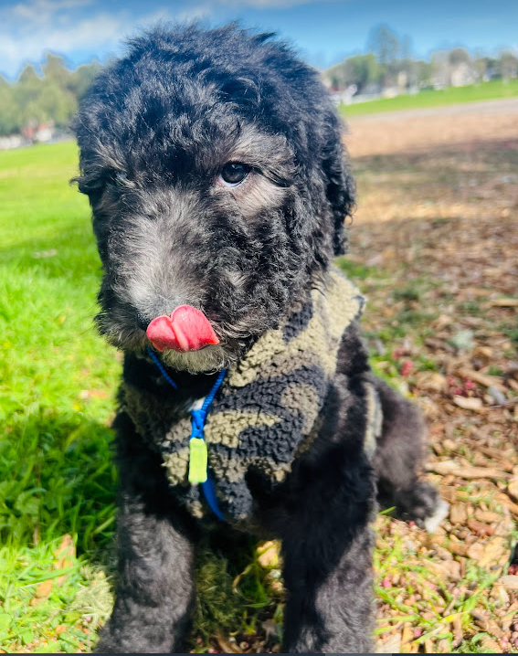 sheepadoodle puppy black