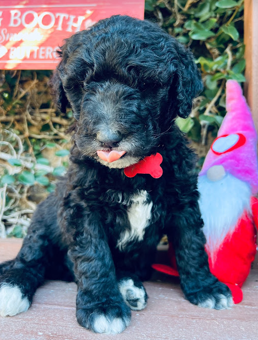 sheepadoodle puppy black