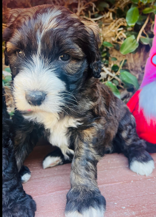 sheepadoodle puppy F1b brindle color