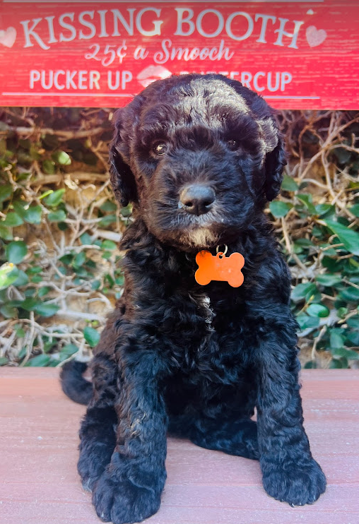 sheepadoodle puppy black