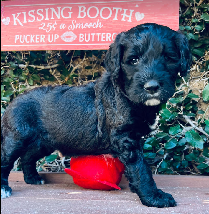 sheepadoodle puppy black