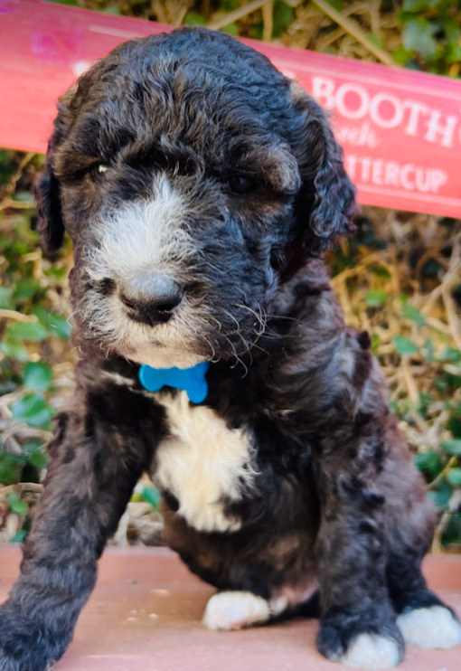 sheepadoodle puppy black and brown