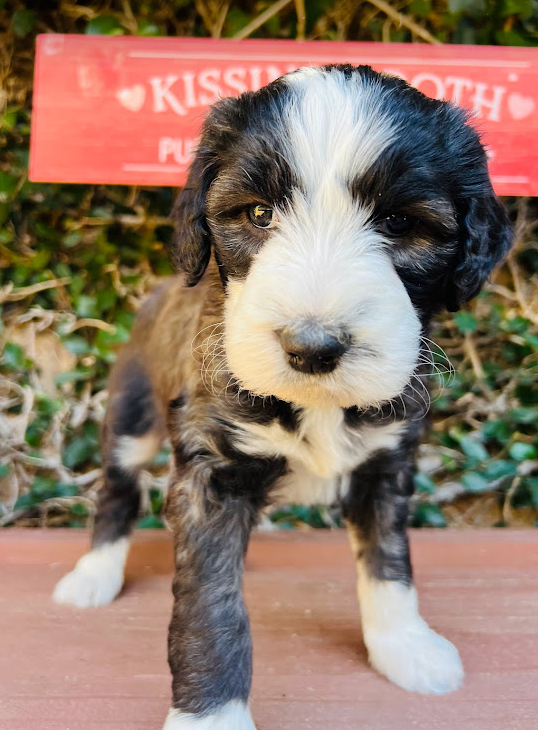 sheepadoodle puppy tuxedo brown and white