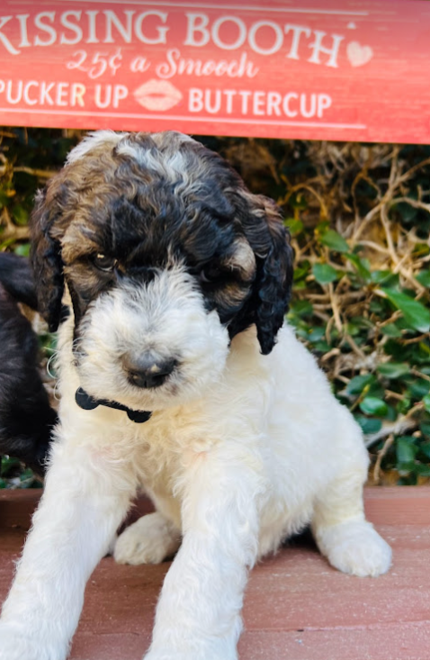 sheepadoodle puppy tri color parti