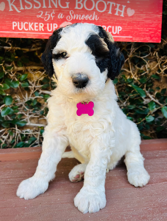 sheepadoodle puppy white