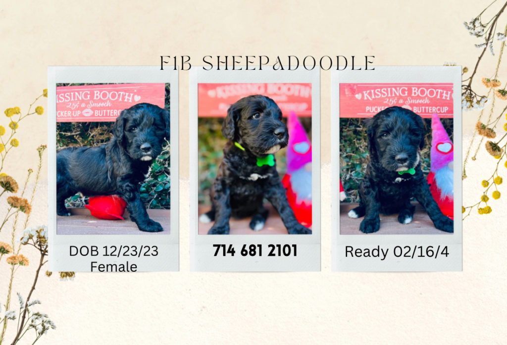 Black F1B sheepadoodle puppy at 5 weeks.