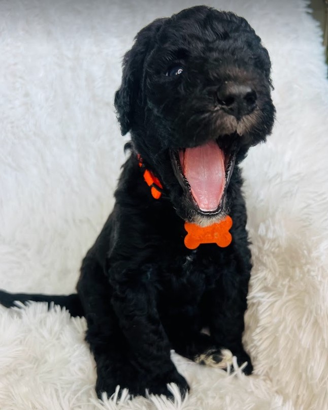 All black sheepadoodle puppy