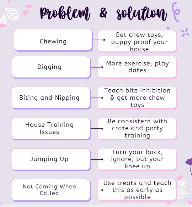 Sheepadoodle training solutions