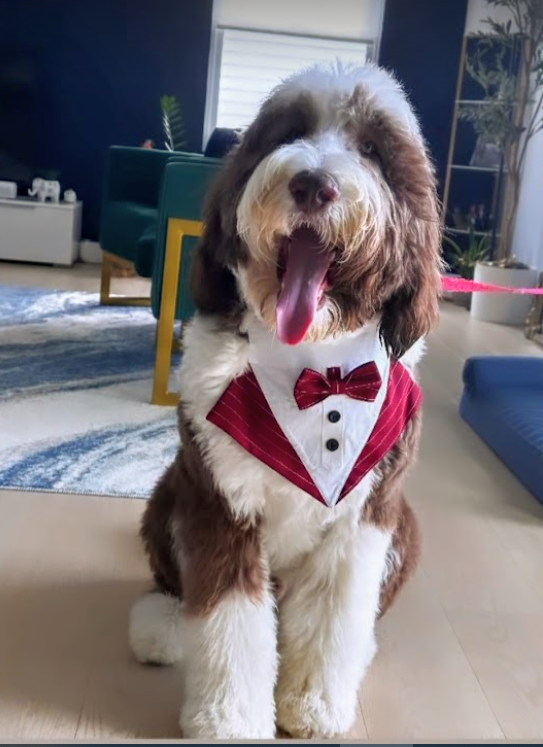 sheepadoodle brown male in tuxedo