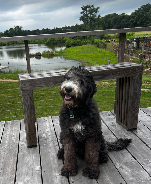 sheepadoodle black in nature