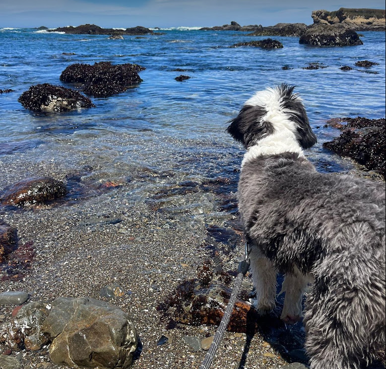 sheepadoodle at the beach