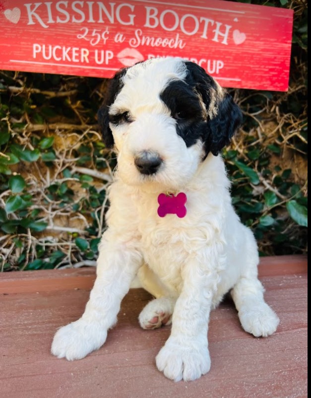 White sheepadoodle puppy