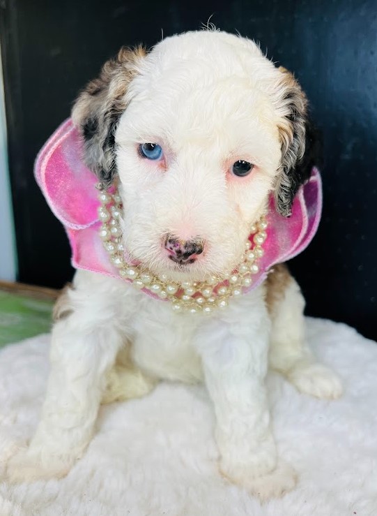 mini sheepadoodle puppy, female, blue eyes looking for their forever home.