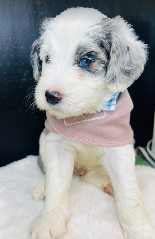 mini sheepadoodle puppy, male, blue eyes looking for their forever home.