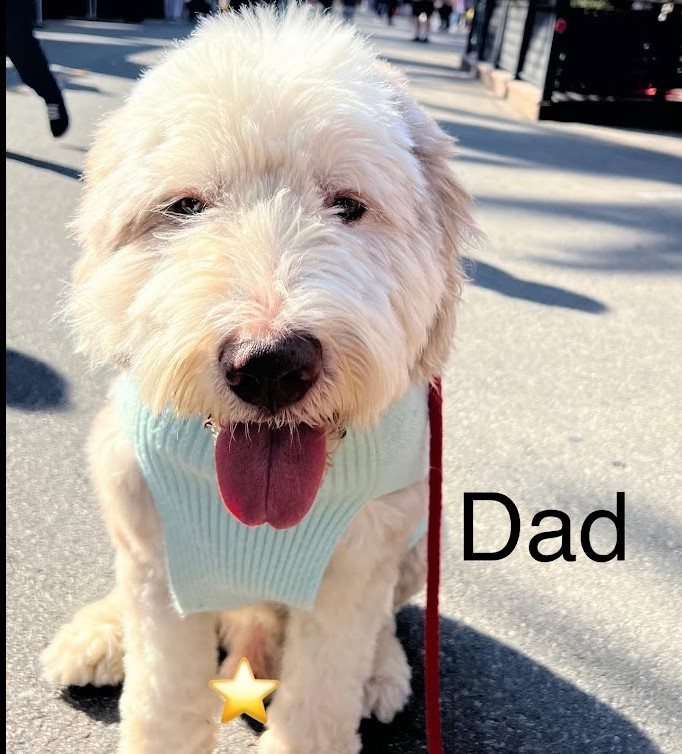 Old English Sheepdog, brown, male, stud dog.