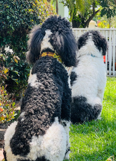 standard parti poodle females