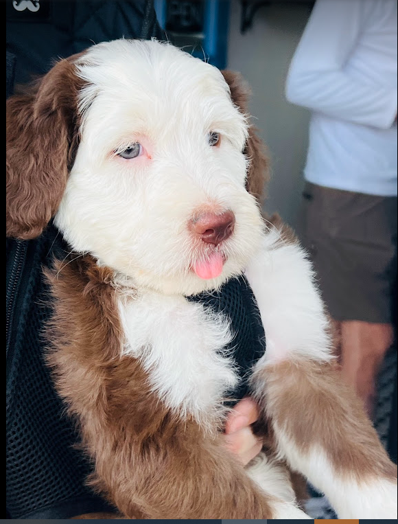 Brown sheepadoodle puppy looking for their forever home.