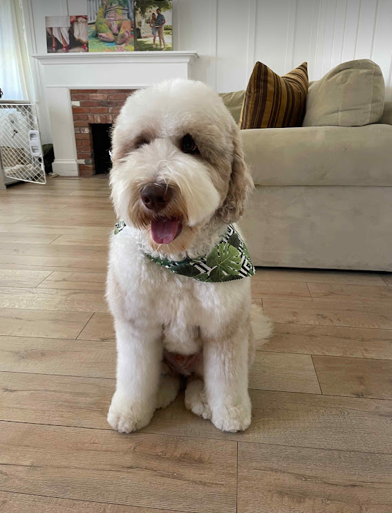 giant sheepadoodle adult male