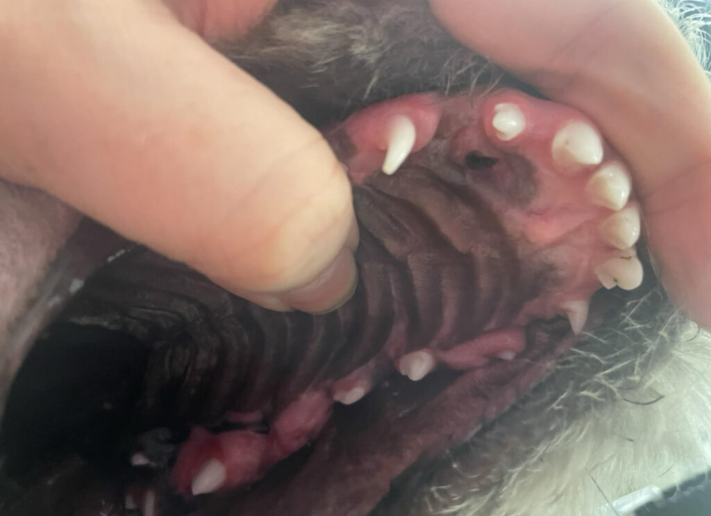 narrow base canine condition in sheepadoodle