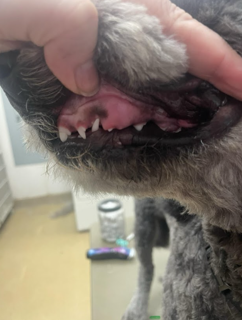 narrow base canine condition in sheepadoodle